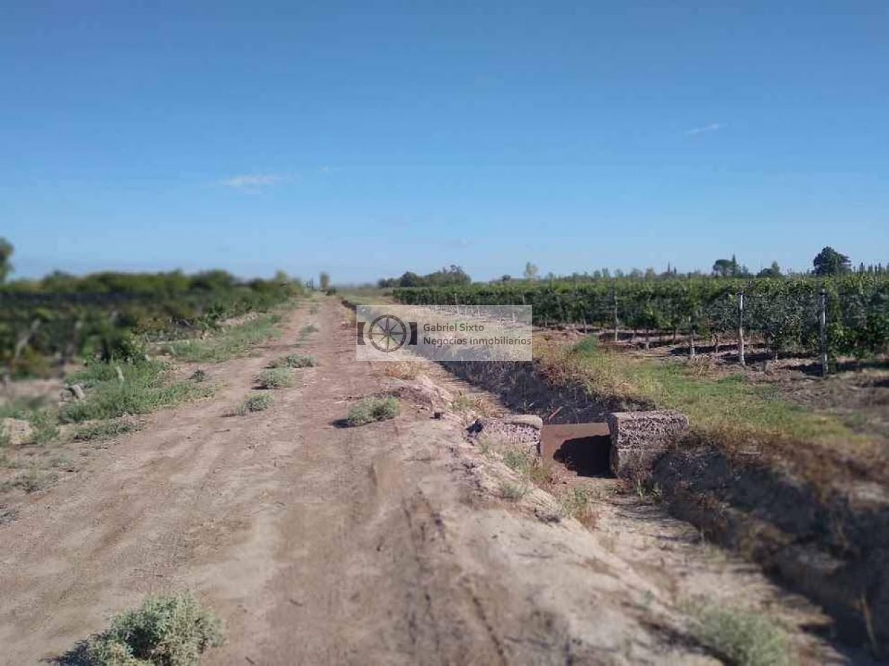 VENTA FINCA CON VIÑEDOS 24 HS. EN LA DORMIDA, Cabernet, Bonarda, Cerezas, implementos etx. 