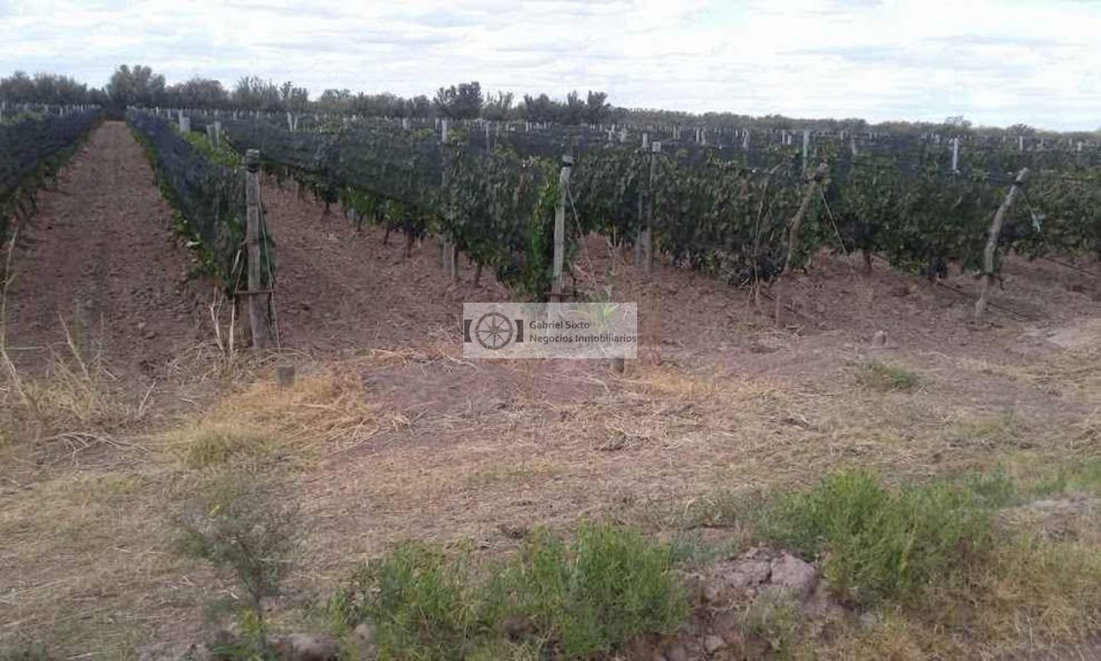 VENTA FINCA CON VIÑEDOS 24 HS. EN LA DORMIDA, Cabernet, Bonarda, Cerezas, implementos etx. 