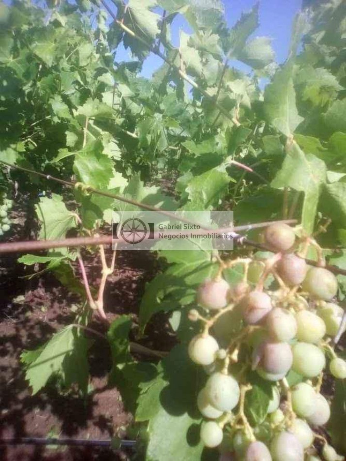 VENTA FINCA CON VIÑEDOS 24 HS. EN LA DORMIDA, Cabernet, Bonarda, Cerezas, implementos etx. 